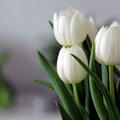 Alternativer Text, ein paar weiße Tulpen